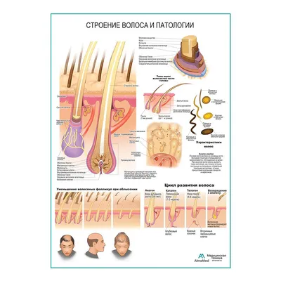 Строение волоса и патологии, плакат глянцевый А1+/А2+ › Купить оптом и в  розницу › Цена от завода