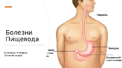 Научный опыт Эврики \"Строение тела человека\