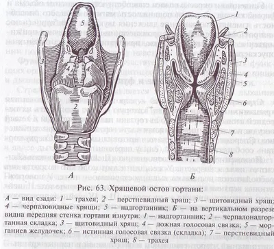 Плакат Vivay Строение передней поверхности шеи А1 (8146) – низкие цены,  кредит, оплата частями в интернет-магазине ROZETKA | Купить в Украине:  Киеве, Харькове, Днепре, Одессе, Запорожье, Львове