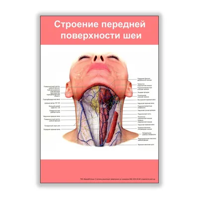 Анатомия человека. Современный атлас с подробными Эксмо 61495474 купить в  интернет-магазине Wildberries