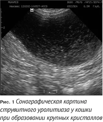 Эффективность специализированных диетических рационов у кошек при  струвитном уролитиазе