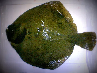 Съедобная морская рыба фото