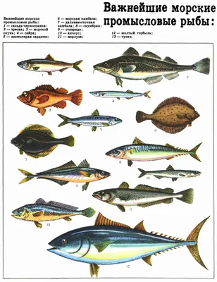 Важнейшие морские промысловые рыбы (ДЭ-3, Т. 4). | Рыбалка, Домашнее  животное, Рыба