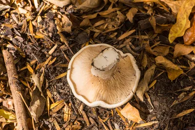 Съедобные древесные грибы фото