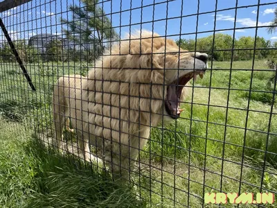 Парк Тайган Крым 🦁 цены 2023 на билеты, где находится сафари