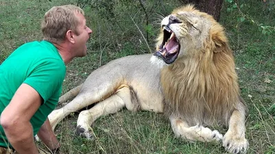 DANGEROUS GAMES WITH LIONS / Taigan Safari Park - YouTube