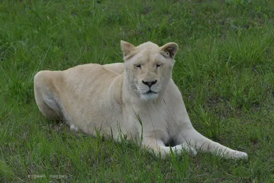 Парк Тайган Крым 2023 🦁 львы, официальный сайт, цены на сафари