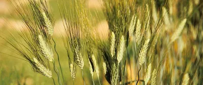 Болезни пшеницы