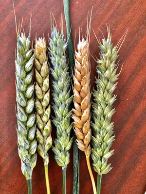 ЧАДО - Пшеница | Агроном.Инфо