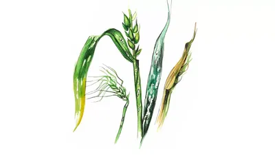 Грибные болезни пшеницы: озимая и яровая, с описанием и защитой
