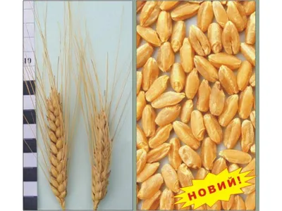 Болезни пшеницы - AgroFlora.ru