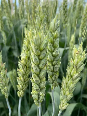 СПАДЩИНА - Пшеница | Агроном.Инфо