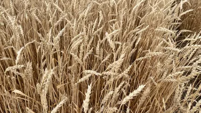 ХАРУС - Пшеница | Агроном.Инфо