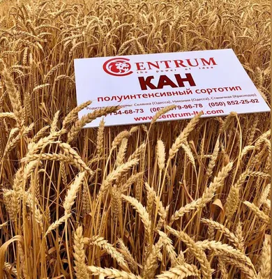 Индийская или карнальская головня пшеницы. Способы борьбы с карантинной  грибной инфекцией
