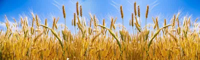 Головня - болезнь зерновых культур, злаков: признаки, как бороться,  характеристики