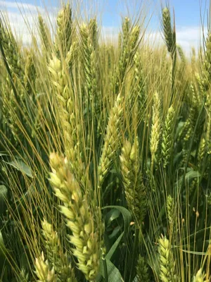 Семена пшеницы озимой Дромос. (1 репродукция), цена — Prom.ua (ID#750406741)
