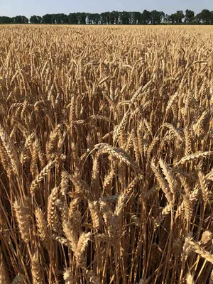 Озимая пшеница ⋆ Садоводство