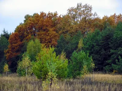 Лес, точно терем расписной , лиловый , золотой , багряный . Весёлой ,  пёстрою стеной стоит над светлою поляной . | Mapio.net