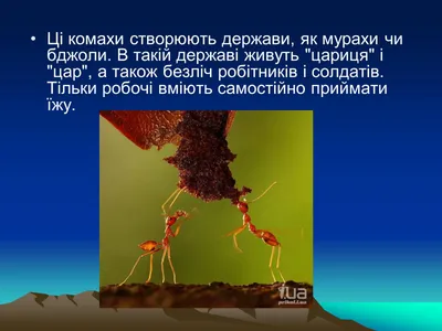 Презентация по теме Термиты — презентации по биологии | GDZ4YOU