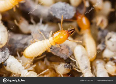 Утинка! Настольная игра Termites (Термиты) купить с доставкой по Украине.