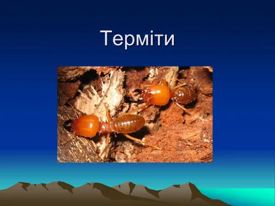 Презентация по теме Термиты — презентации по биологии | GDZ4YOU
