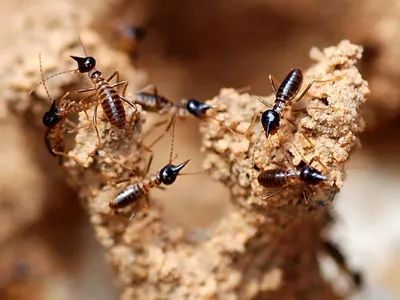 Termite soldiers - Nasute | Эти термиты были probably pro… | Flickr