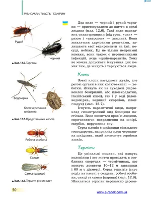 Transtorno: векторная графика, изображения, Transtorno картинки | Скачать с Depositphotos