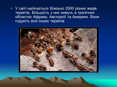 Термит-валькирия сохранился в янтаре 99 миллионов лет - nauka.ua | Новости науки