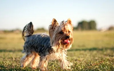 Собака породы йоркширский терьер (40 лучших фото)