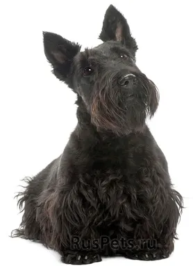 Порода собак скотч-терьер - описание, характер, характеристика, фото скотч- терьеров и видео, цена шотландских терьеров