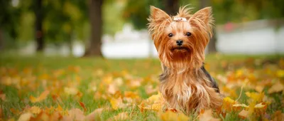 Порода собак Йоркширский терьер: фото, характеристики, описание