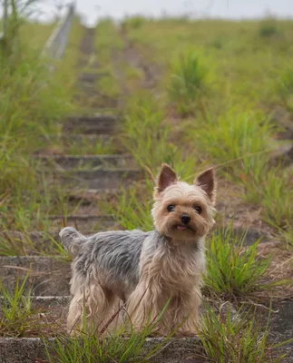 Йоркширский терьер: все о собаке, фото, описание породы, характер, цена