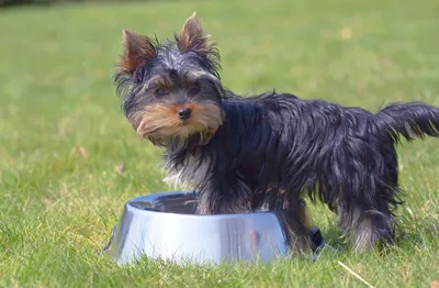 Питание взрослого йоркширского терьера – особенности собаки