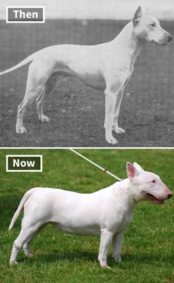 Как выглядели некоторые породы собак 100 лет назад и как они выглядят  сейчас – Zagge.ru