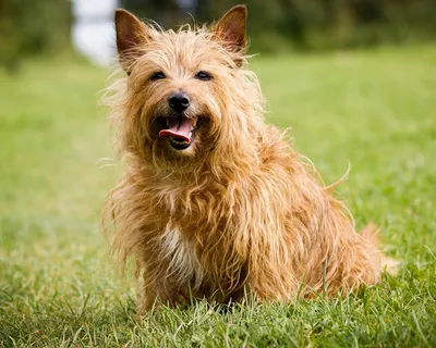 Австралийский терьер (Australian Terrier) - это очаровательная, умная и  ласковая порода собак. Описание, фото, отзывы… | Австралийский терьер,  Терьер, Терьер породы
