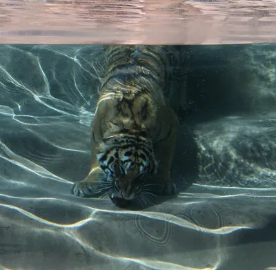 Фото Тигр под водой