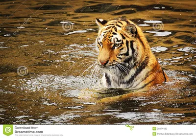 Тигр в воде стоковое фото. изображение насчитывающей вышесказанного -  29274420