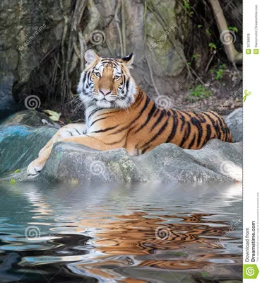 Тигр с отражением в воде стоковое фото. изображение насчитывающей взорвать  - 35799818