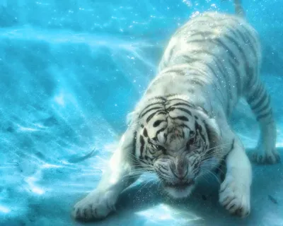 Картинки Тигры Большие кошки Вода Животные Рисованные