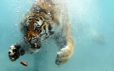 Злой тигр плывет под водой - обои на рабочий стол