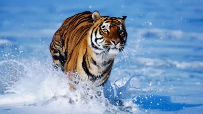 Бенгальский тигр бежит по воде - Puzzle Factory
