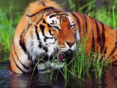 Собирать пазлы онлайн - Тигр в воде