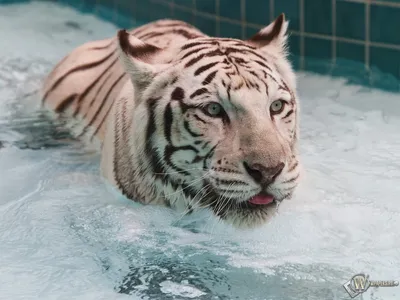 Скачать обои Белый тигр в воде (Вода, Белый тигр) для рабочего стола  1024х768 (4:3) бесплатно, Фото Белый тигр в воде Вода, Белый тигр на  рабочий стол. | WPAPERS.RU (Wallpapers).
