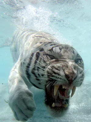 Белый тигр под водой - 34 фото: смотреть онлайн