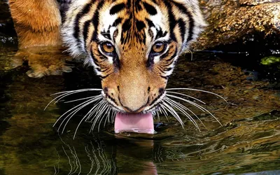 Пьющий воду тигр с внимательным взглядом | Обои для телефона