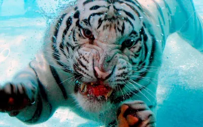 Плывущий под водой тигр - обои на телефон