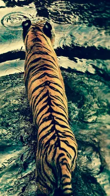 Обои тигр, вода, милые животные, Tiger, water, cute animals, Животные #4663