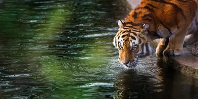 Картинка тигр Пьет воду Вода животное