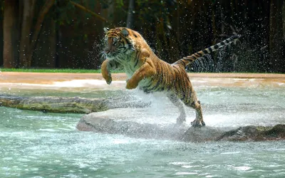 Обои на телефон: Прыжок, Тигр, Вода, Брызги, Животные, 140185 скачать  картинку бесплатно.