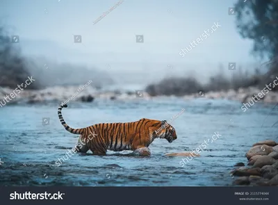 15 826 рез. по запросу «Тигры в воде» — стоковые фотографии и изображения |  Shutterstock